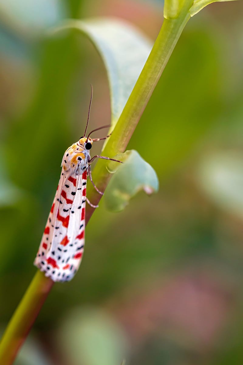 Butterfly Effect Image
