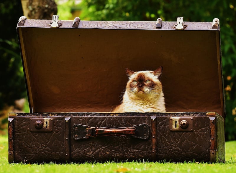Suitcase